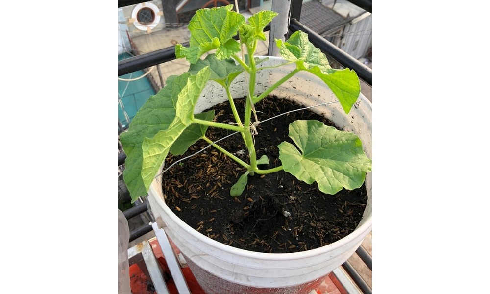 Trồng cây con ra xô chậu lớn