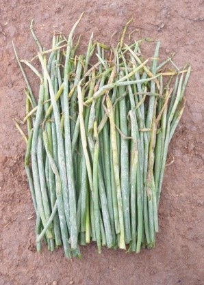 Lá hành bị sâu gây hại