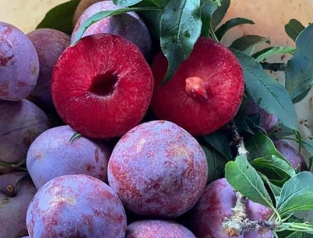 Mận Pu Nhi với kích thước lớn hơn, vỏ đỏ thẫm hấp dẫn.