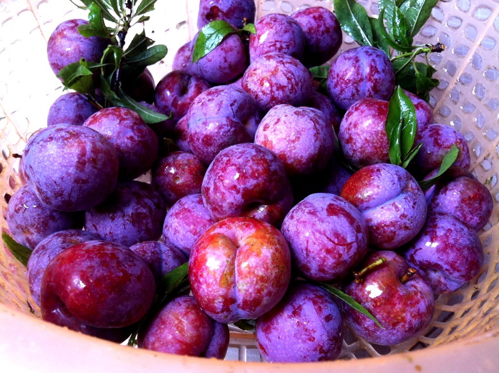 Mận Tam Hoa chín mọng với lớp phấn trắng đặc trưng trên vỏ.