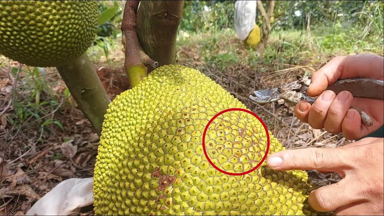 Gai mít thưa, mắt mở to là dấu hiệu của mít chín cây tự nhiên.