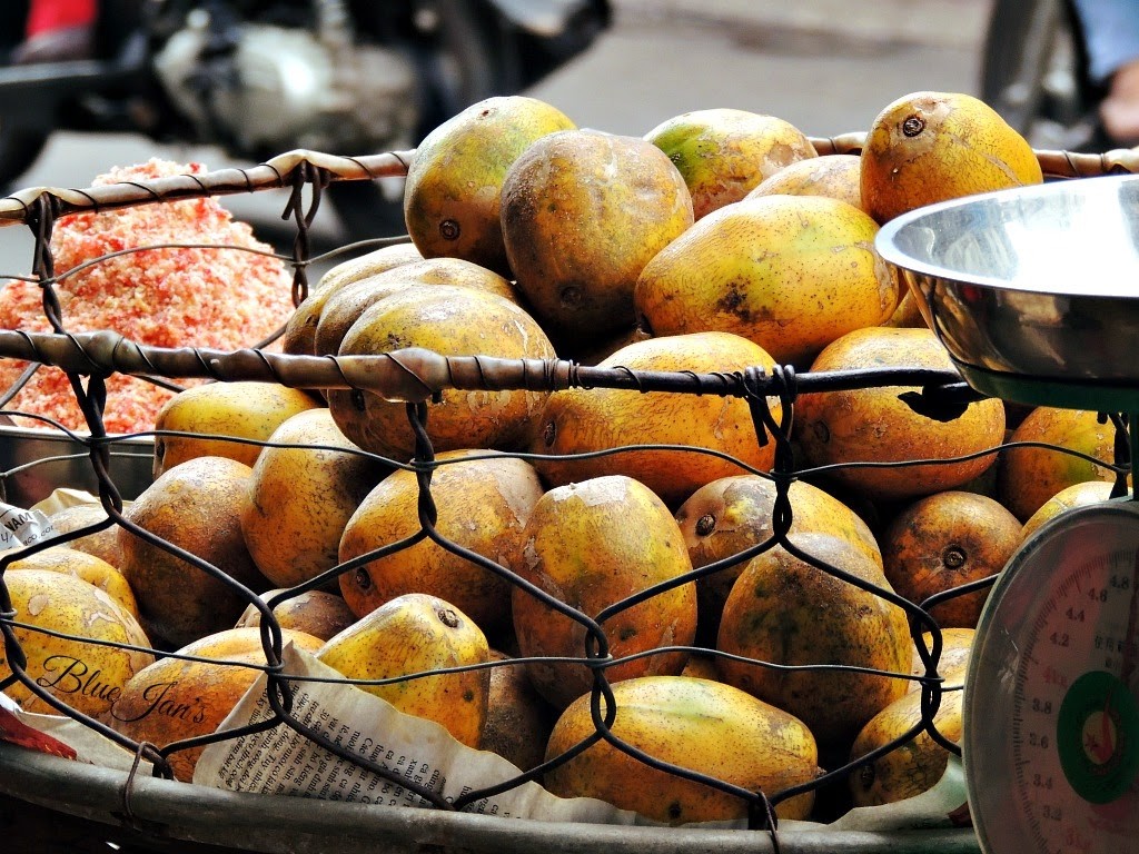 Cóc chín vàng ươm trên cành cây