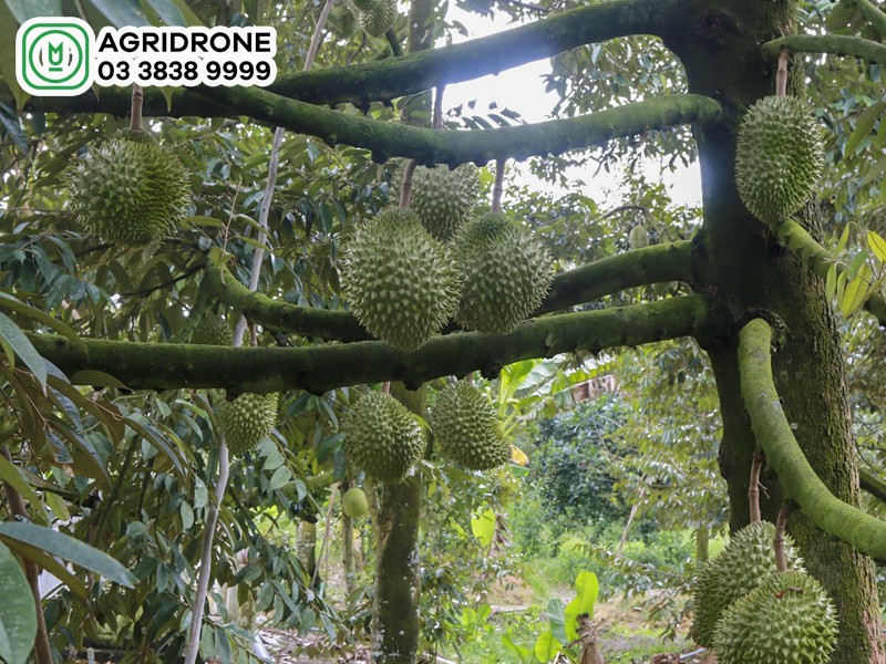 mua sau rieng thang may 1 1