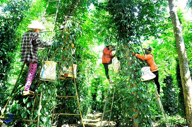 Người nông dân đang thu hoạch tiêu tại vườn