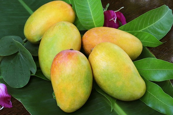 Mùa xoài vào tháng mấy?