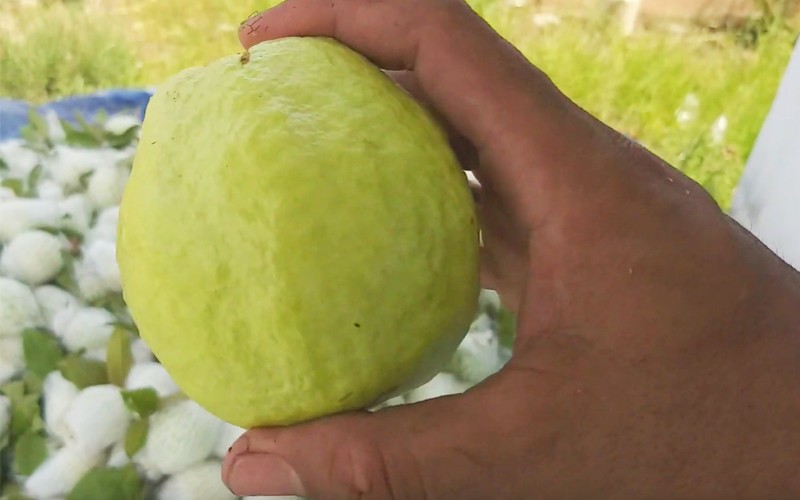 muon chon oi ngon dung bo qua bi quyet trong bai viet sau 201907082216100774