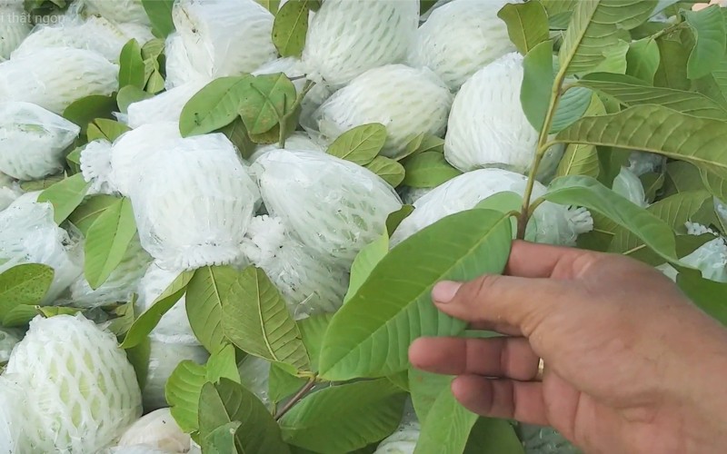 muon chon oi ngon dung bo qua bi quyet trong bai viet sau 201907082216292728