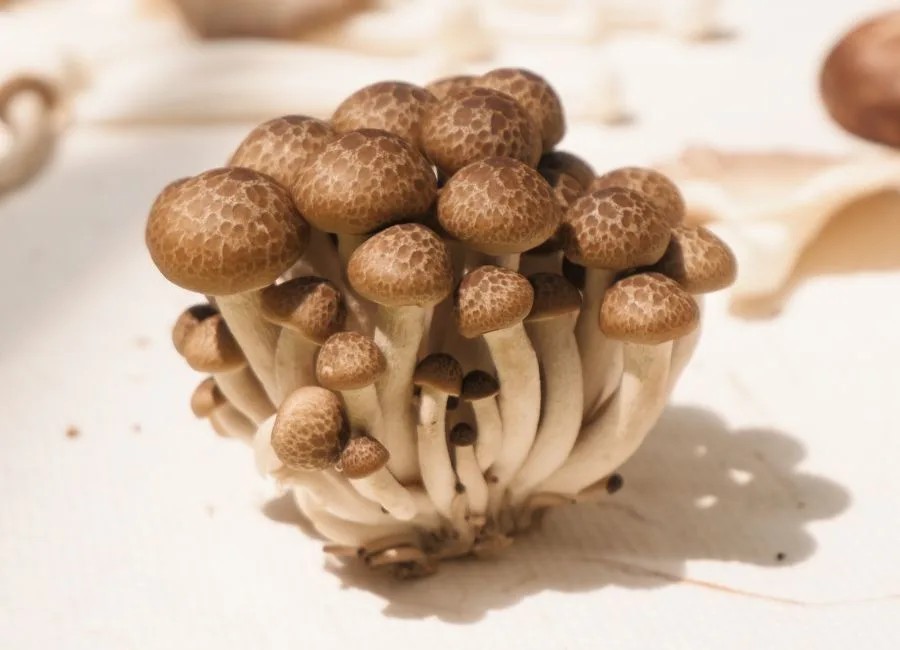 Nấm Ngọc Tẩm với màu sắc tươi tắn