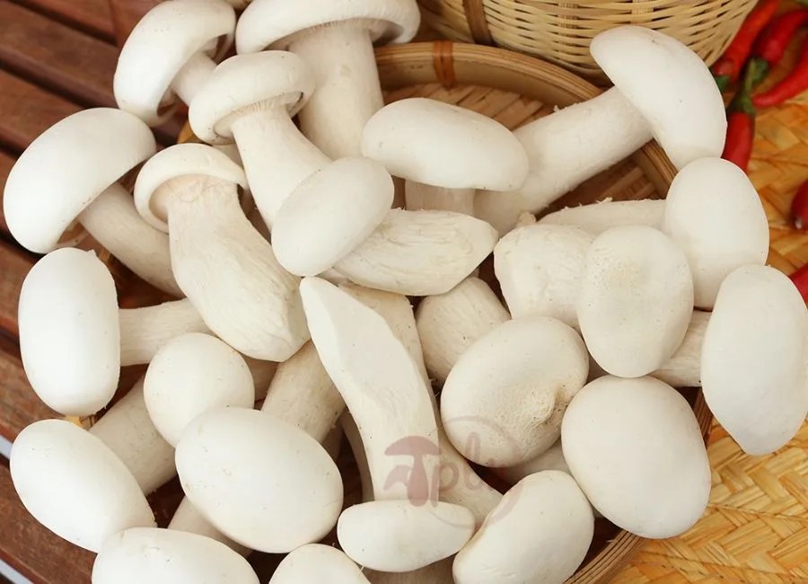 Nấm hoàng đế cao cấp