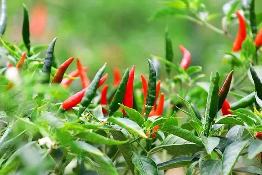 Ớt chỉ thiên, loại ớt phổ biến ở Việt Nam
