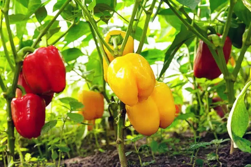 Ớt chuông - loại ớt phổ biến tại Việt Nam