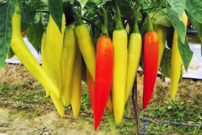 Ớt Ba Tri - loại ớt phổ biến ở Việt Nam