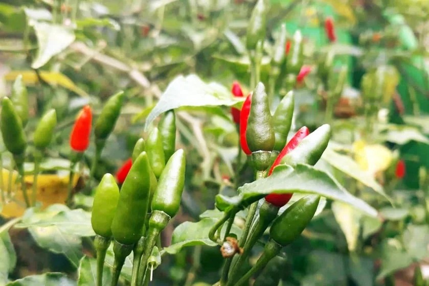 Ớt xiêm xanh - loại ớt phổ biến ở VN