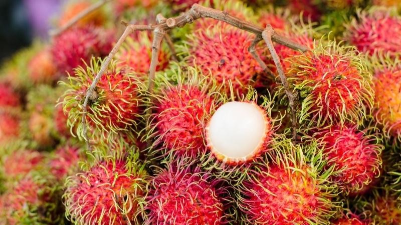 Mùa chôm chôm rơi vào tháng mấy?