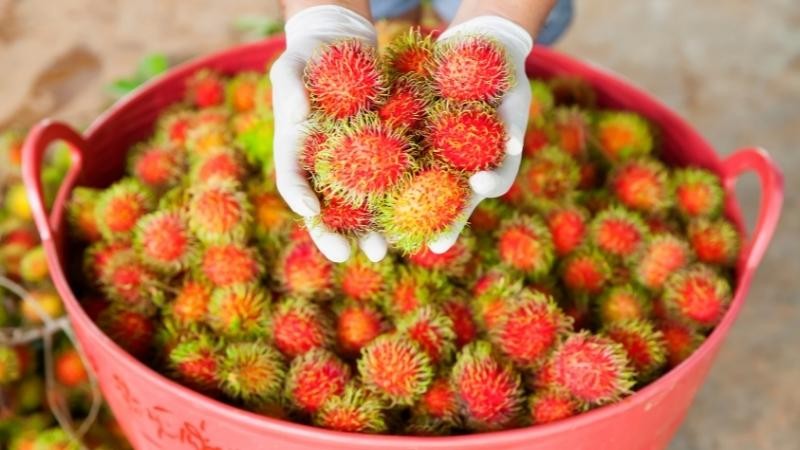 Ăn nhiều chôm chôm có tốt không? Có béo không?