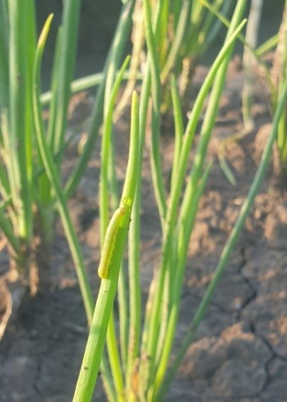 Sâu hại trong và ngoài lá hành