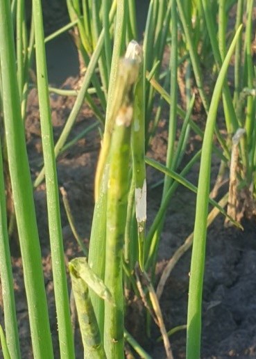 Sâu hại trong và ngoài lá hành