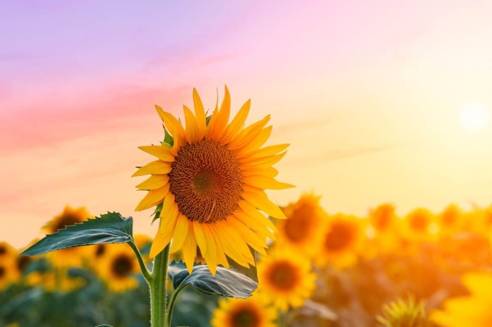 STT Hoa hướng dương - 4