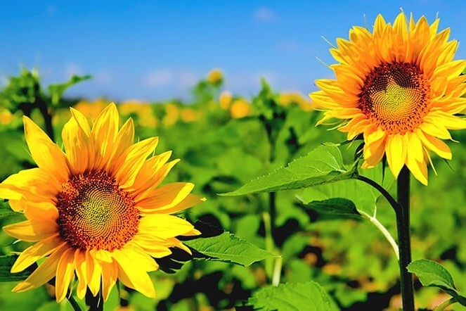 STT Hoa hướng dương - 3