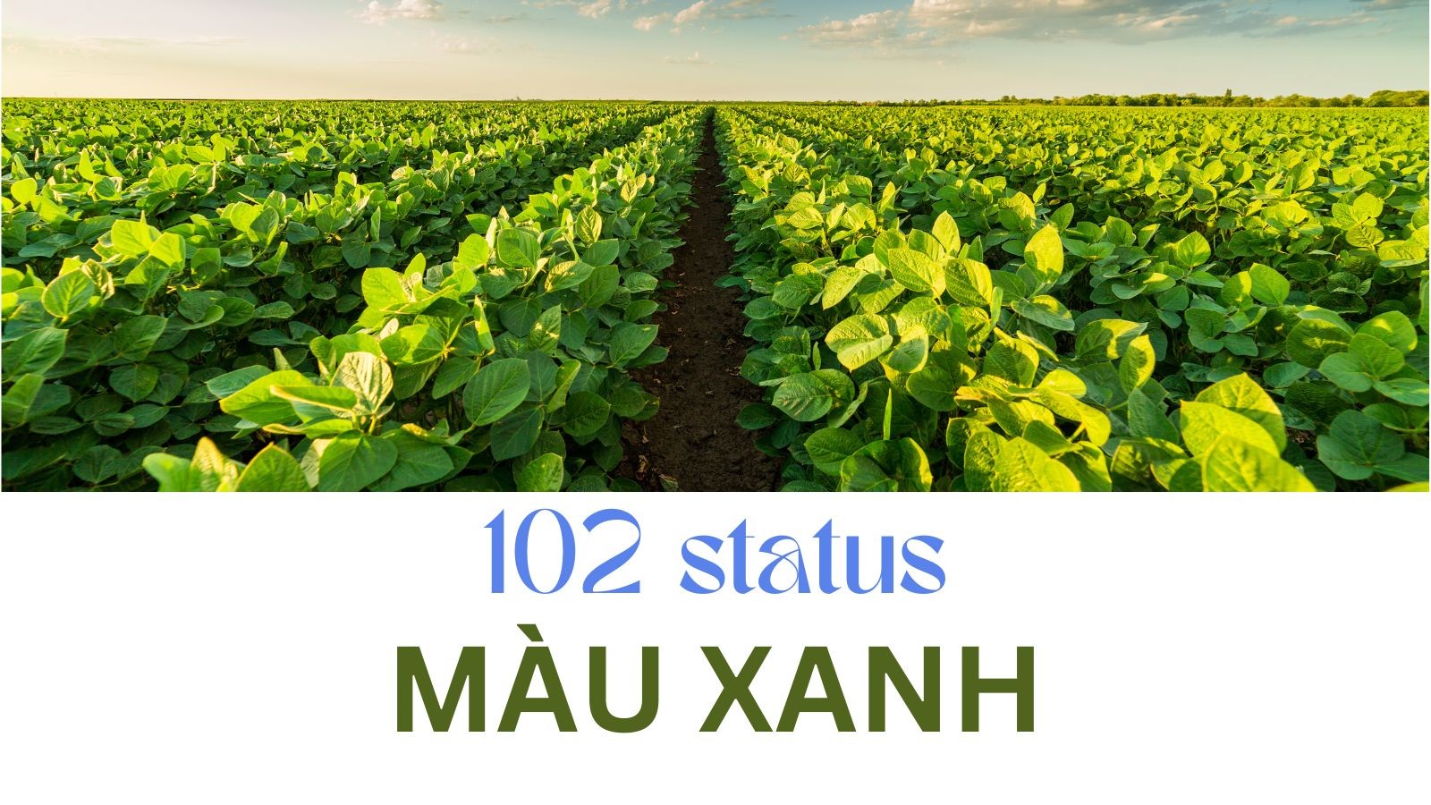 Những stt màu xanh ý nghĩa