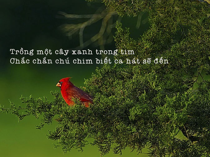 Cận cảnh một cây cỏ nhỏ vươn lên