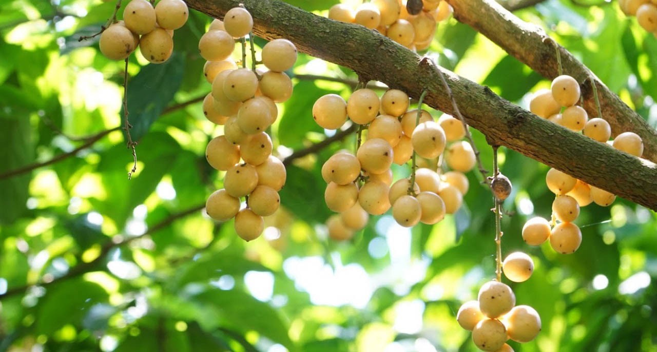 Dâu da vàng Hạ Châu chỉ có ở miền Tây