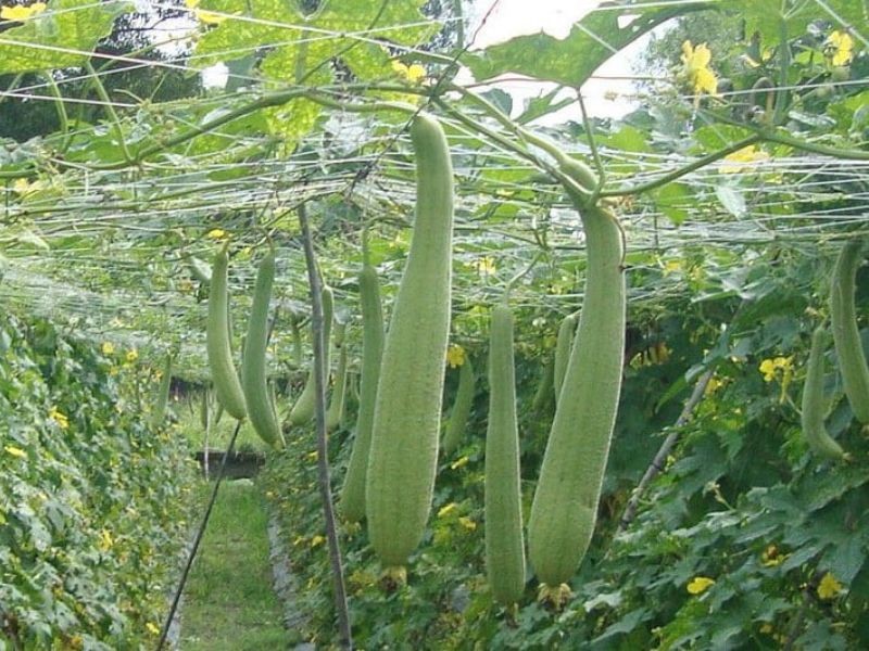 Mướp hương với vẻ ngoài xanh mướt và hương thơm đặc trưng