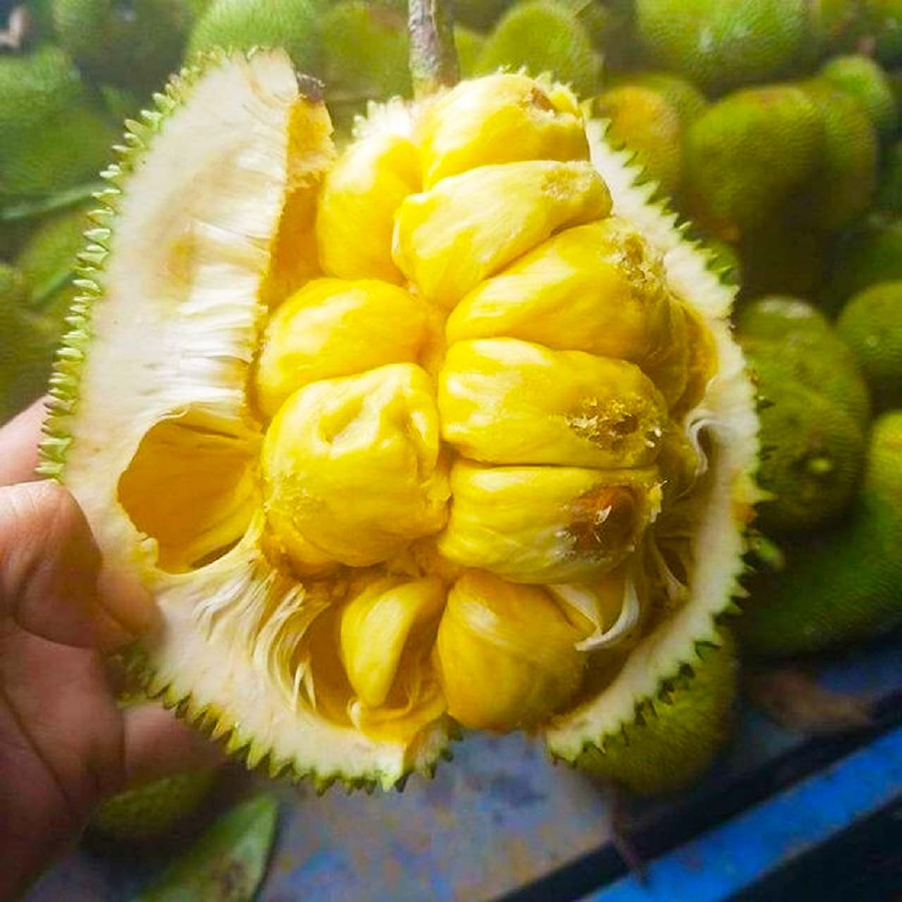 Mít Tố Nữ níu chân du khách bởi hương vị mềm mịn thơm ngon