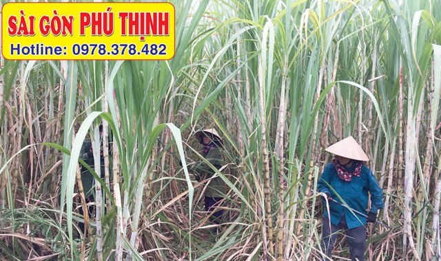 Cây mía phát triển mạnh mẽ trong điều kiện thuận lợi