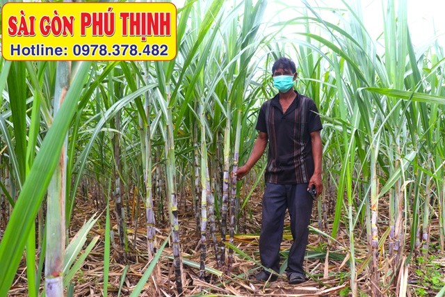 Quy trình lên liếp trồng mía tại miền Tây Nam Bộ