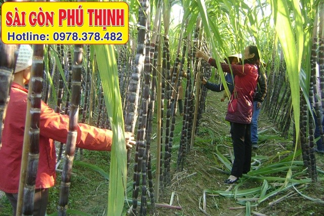 Trồng mía bao lâu thu hoạch theo vùng miền thì đạt năng suất cao nhất?