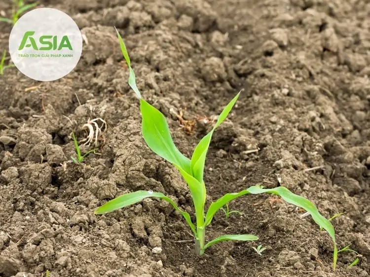 Thời điểm lý tưởng để gieo trồng ngô nếp tại miền Bắc