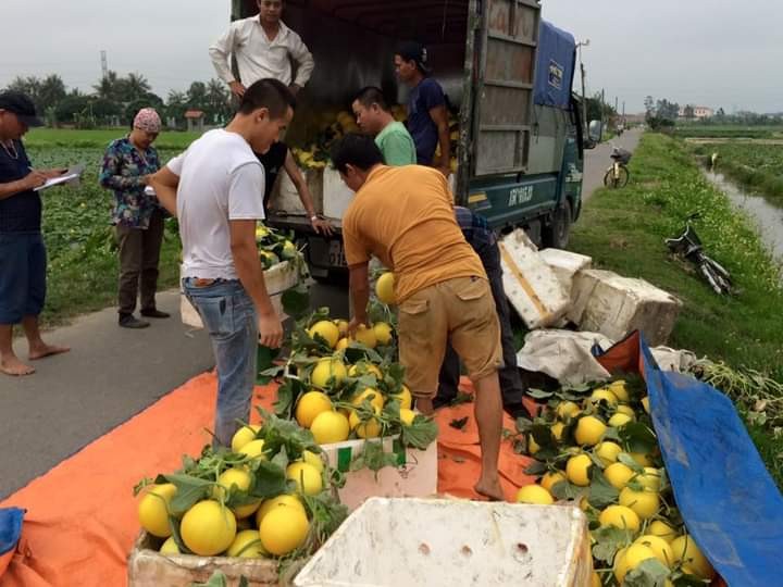 Người dân xã Tân Hưng đang thu hoạch dưa vàng