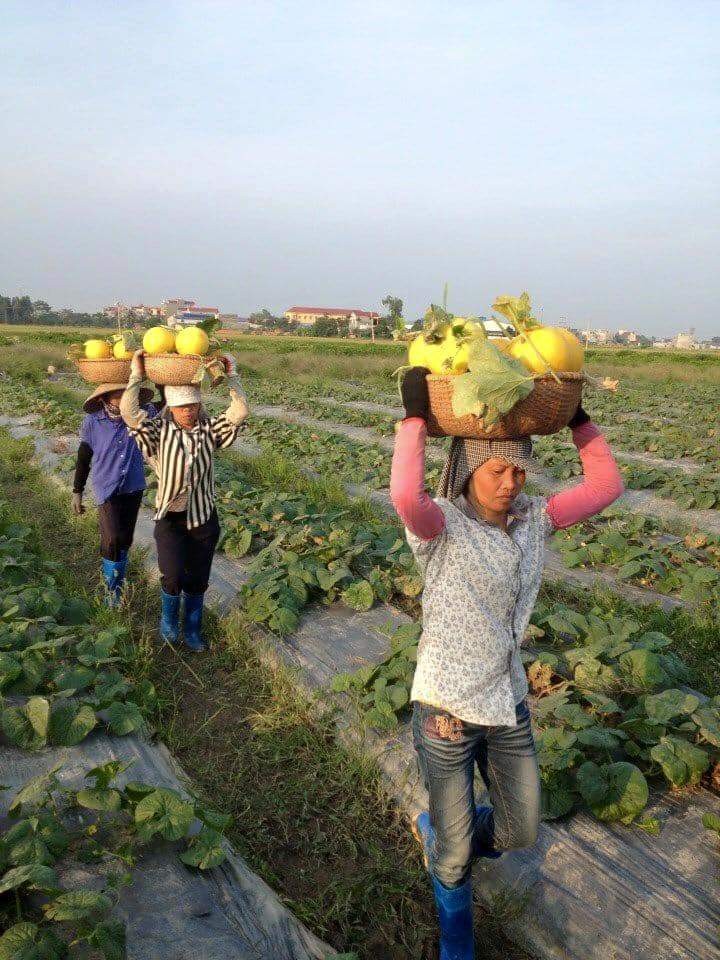 Mùa Vàng Rực Rỡ Tại Tân Hưng: Bí Quyết Thu Hoạch Dưa Vàng Ngon Ngọt 5 z54912417493385075b8e0efedb2966e477a6921192e0b 1