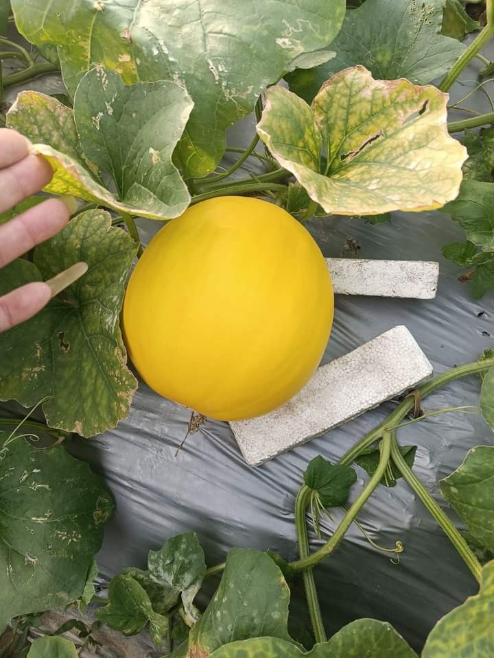 Ruộng dưa vàng của ông Nguyễn Văn Tùng, xóm 4, xã Tân Hưng, huyện Vĩnh Bảo