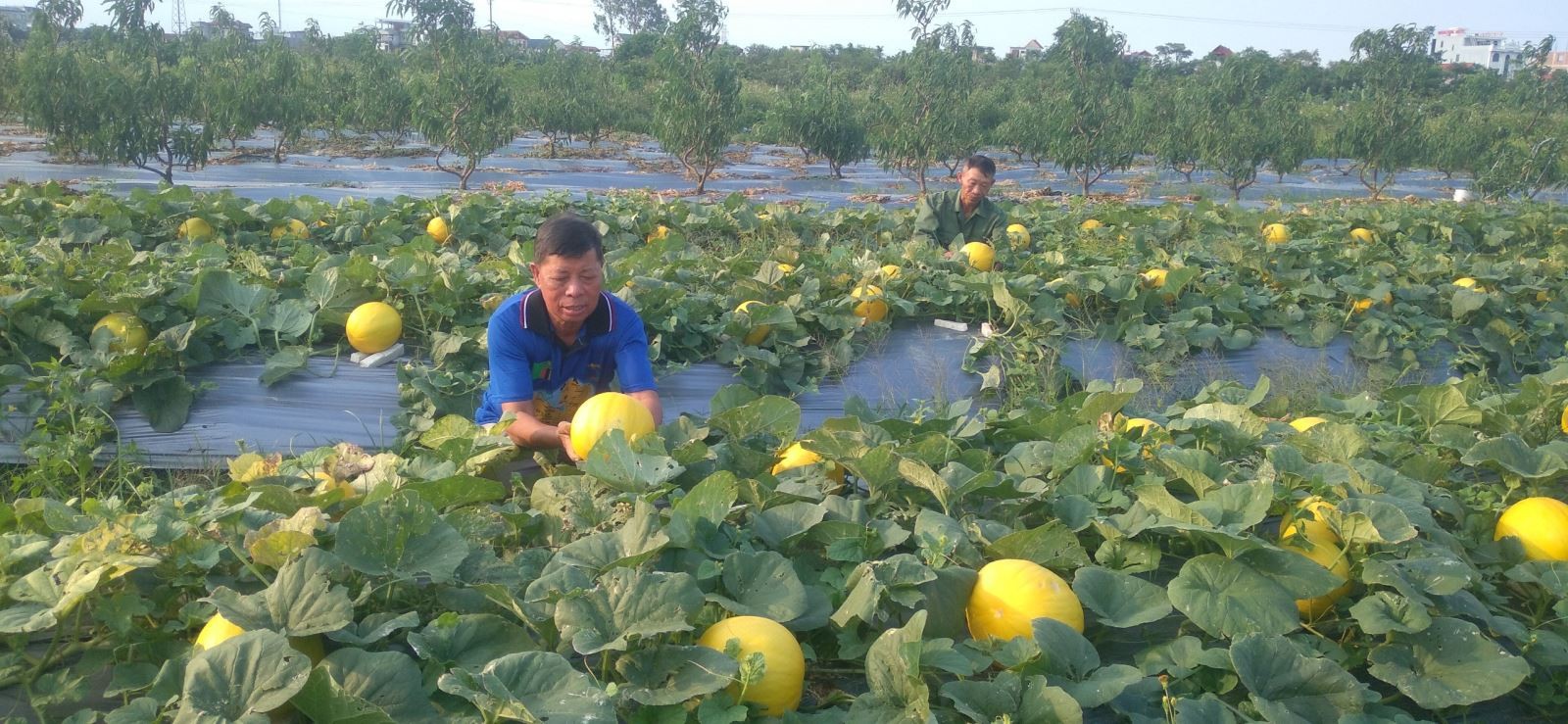 Cận cảnh những trái dưa vàng chín mọng trên cây