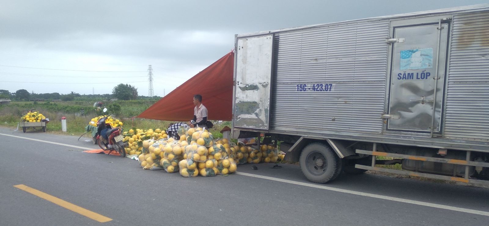 Hộ dân đang tuyển chọn dưa để thương lái thu mua
