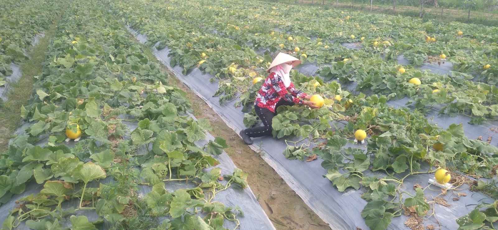 Nông dân thu hoạch dưa vàng tại cánh đồng xã Tân Hưng