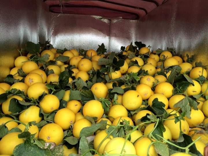 Cảnh phơi dưa vàng dưới ánh nắng mặt trời