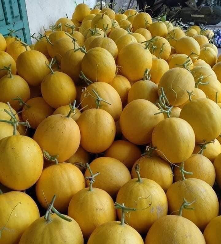 Những quả dưa vàng đã được cân và đóng gói