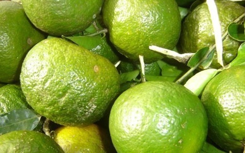 Chọn những quả cam có màu tươi sáng