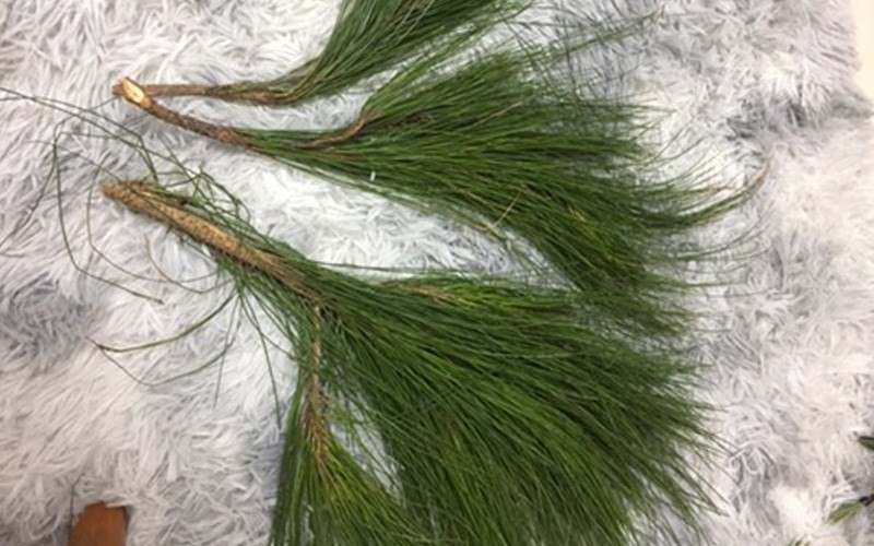 Sử dụng lá thông để bảo quản cam