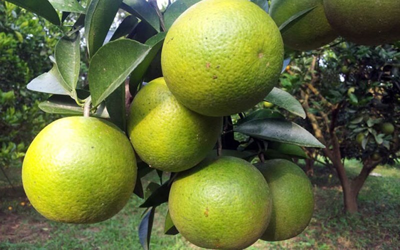 Cam xoàn ngon ngọt phải có dáng tròn đều, dáng quả cân đối