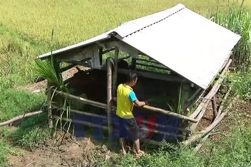 Giáº£m nghÃ¨o hiá»‡u quáº£ tá»« mÃ´ hÃ¬nh nuÃ´i bÃ² sinh sáº£n