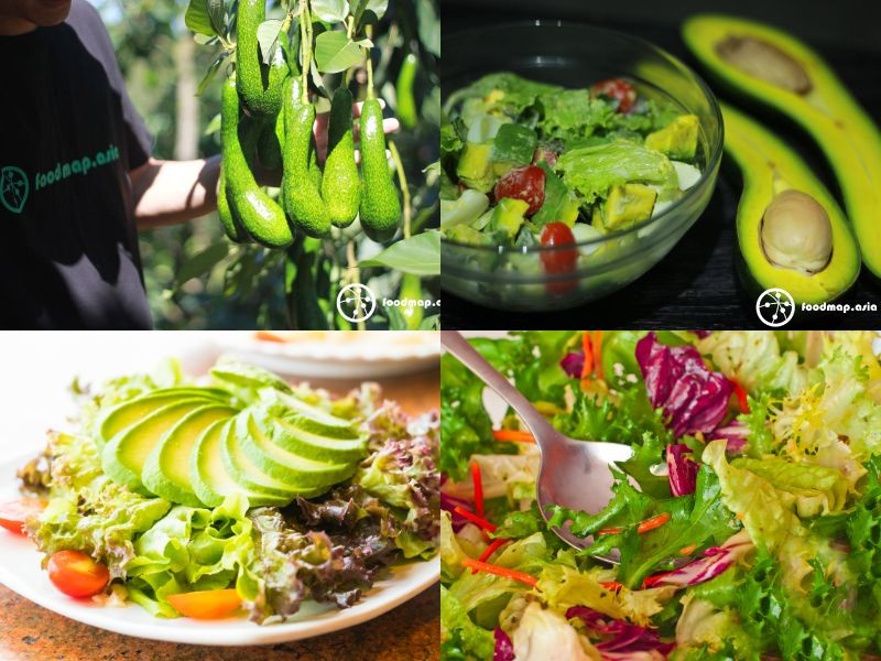 Cận cảnh những quả bơ 034 chín mọng, sẵn sàng cho thu hoạch