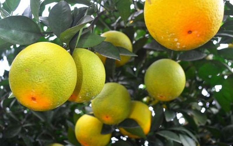 Màu cam hơi vàng xen lẫn màu xanh tươi sáng tự nhiên