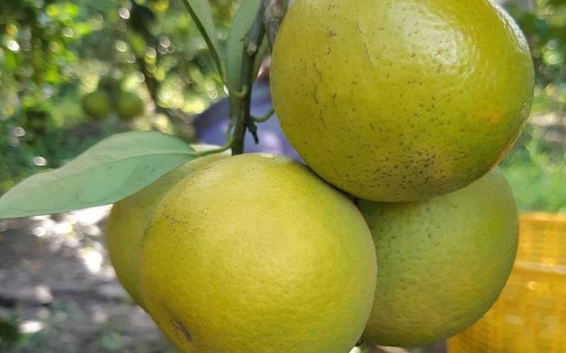 Trọng lượng cam xoàn thường nhẹ từ 250 - 300gr/ quả