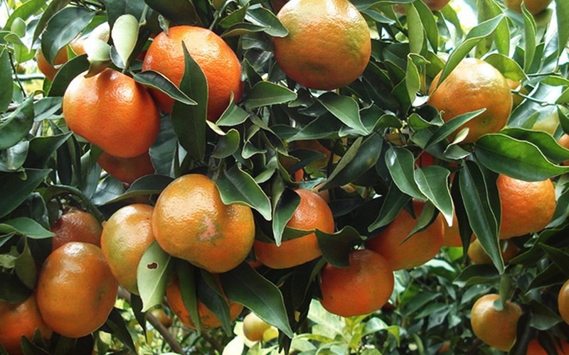 Cam có màu đỏ pha vàng hoặc xen lẫn chút màu xanh