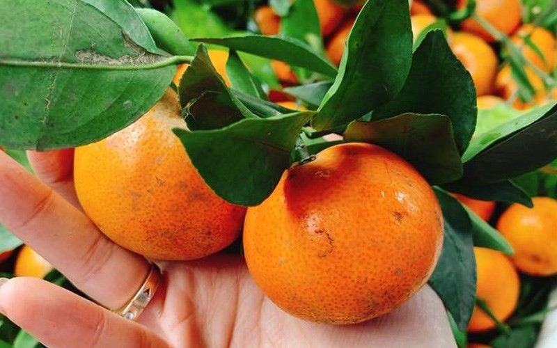 Chọn những quả cam Canh có kích thước nhỏ, nặng tay