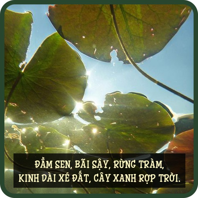 Cảnh con đường làng rợp bóng cây xanh